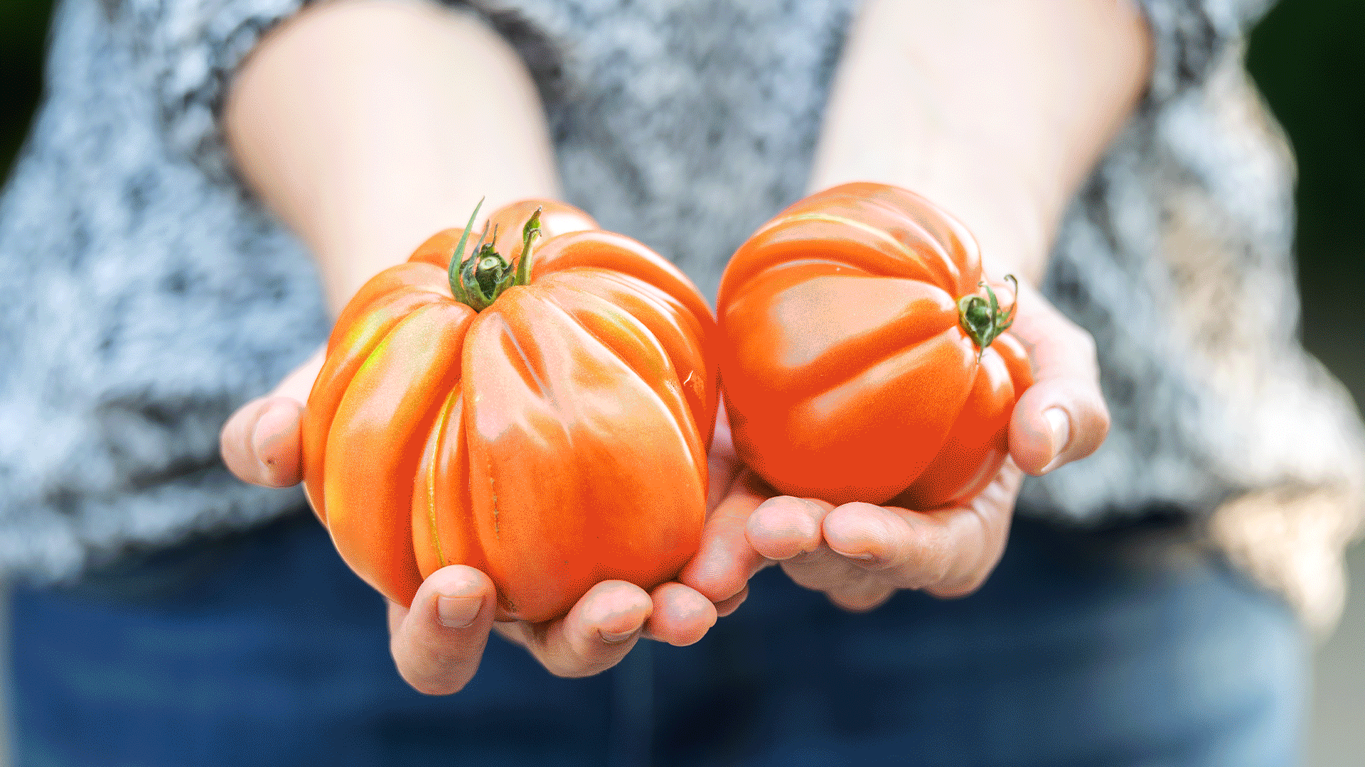 KI generiert: Person hält zwei große Tomaten in den Händen.