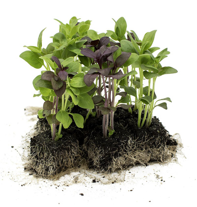Produktfoto zu Blumenpaket Löwenmäulchen 10er