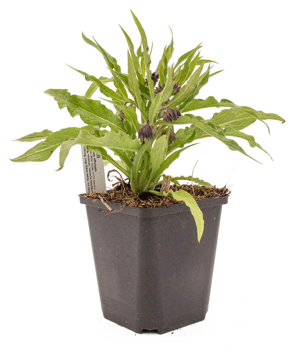 Produktfoto zu Topf Beinwell