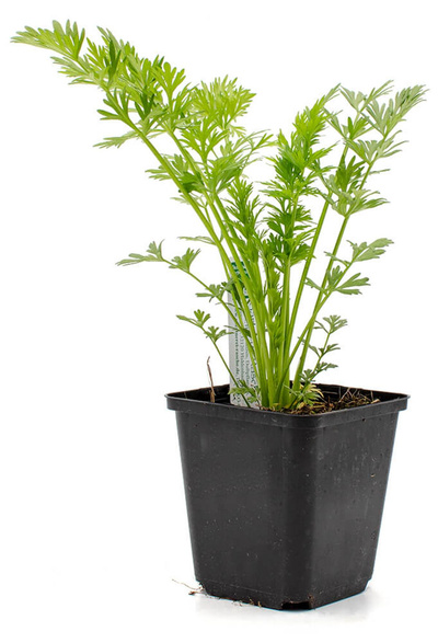 Produktfoto zu Topf Kümmel