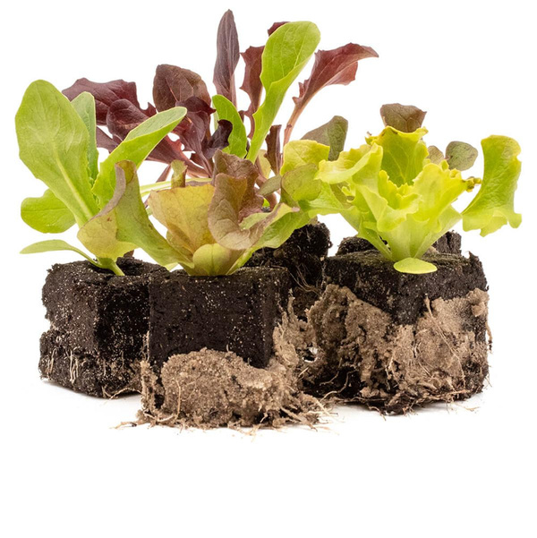 Produktfoto zu Salatpflanzen Paket 10 Stk