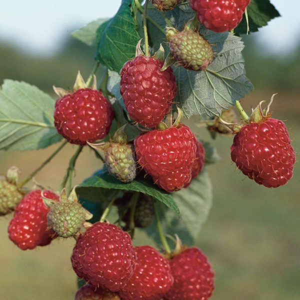 Produktfoto zu Himbeere Pflanze Topf