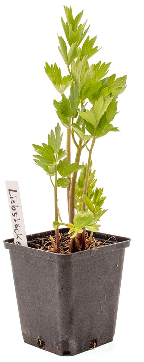 Produktfoto zu Topf Liebstöckel