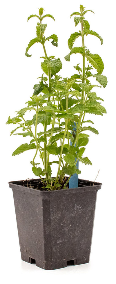 Produktfoto zu Topf Erdbeerminze