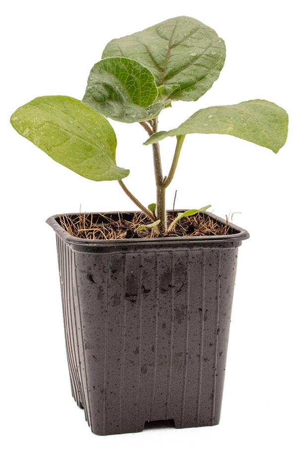 Produktfoto zu Pflanzen Andenbeere_Physalis