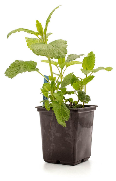 Produktfoto zu Topf Zitronenmelisse