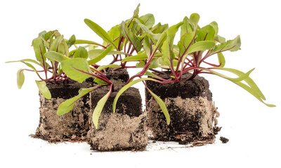 Produktfoto zu Rote Bete Pfanzenpaket 10ner