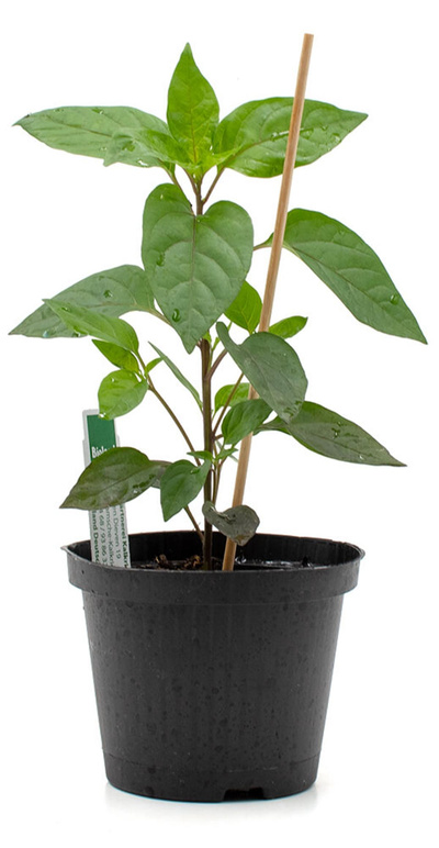 Produktfoto zu kleine Früchte Pflanze Peperoni, Lila Luzi
