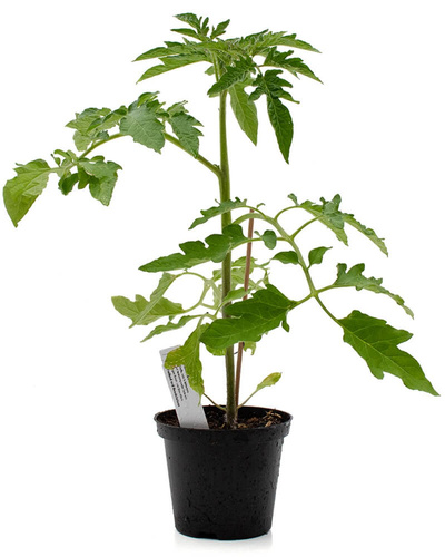 Produktfoto zu Pflanze Tomate Pilu
