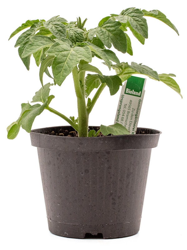 Produktfoto zu Pflanze Balkon- Buschtomate