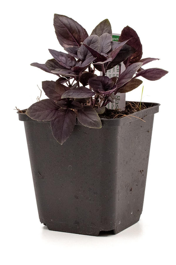 Produktfoto zu Gärtnerei Kalkriese, 12-Topf