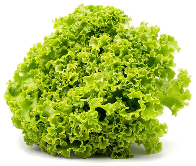 Produktfoto zu Bataviasalat