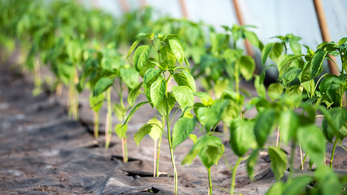 KI generiert: Junge Pflanzen wachsen in einem Gewächshaus auf schwarzer Folie.