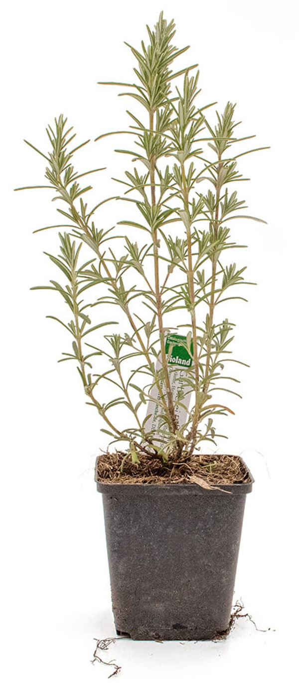 Produktfoto zu Topf Rosmarin