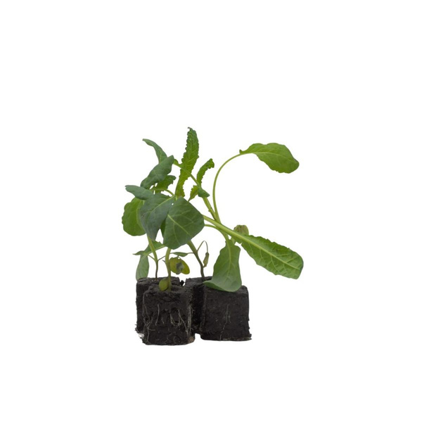 Produktfoto zu Schwarzkohlpflanzen 10 Stk