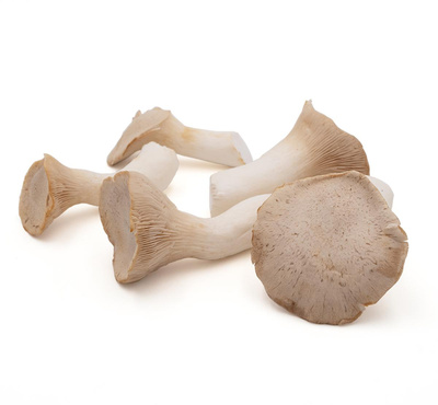 Produktfoto zu Kräuterseitlinge
