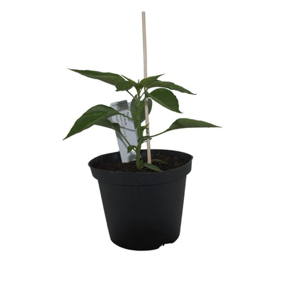 Produktfoto zu Pflanze Freiland-Chili