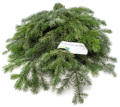 Produktfoto zu Nordmanntanne-Bund