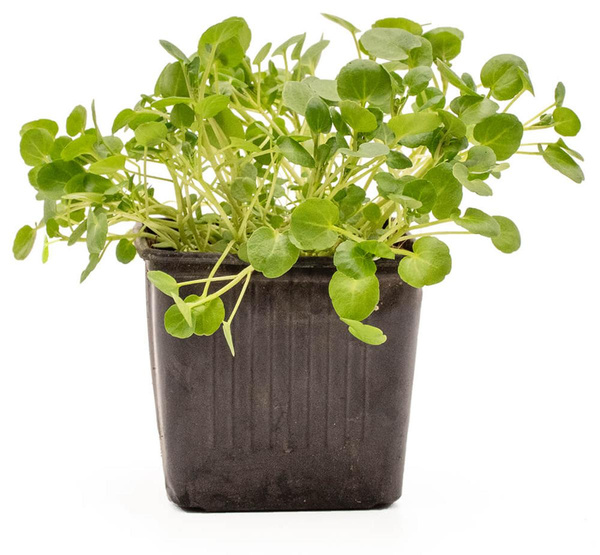 Produktfoto zu Topf Brunnenkresse