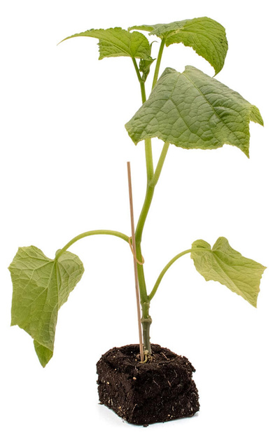 Produktfoto zu Pflanzen Salatgurke veredelt
