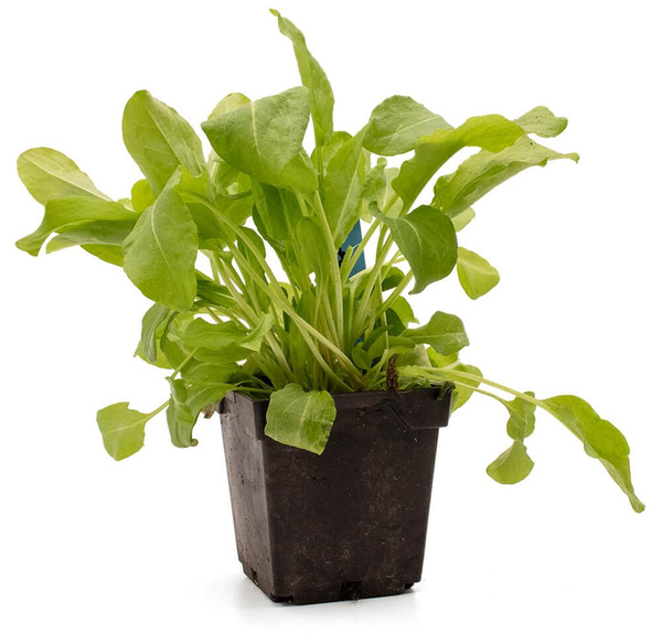 Produktfoto zu Topf Sauerampfer