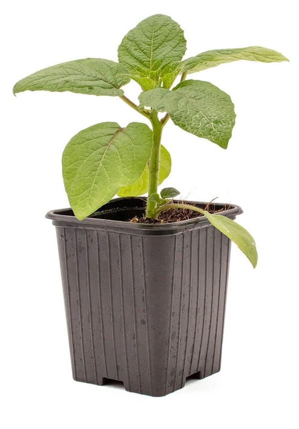 Produktfoto zu Pflanzen Ananaskirsche_Physalis