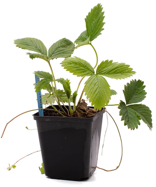 Produktfoto zu Pflanzen Walderdbeeren