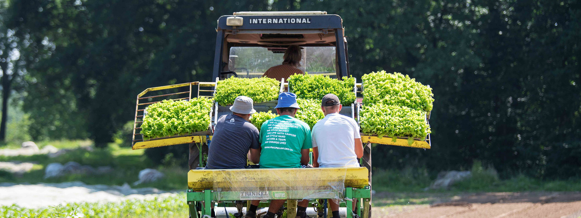 KI generiert: Traktor mit Gemüse und drei Personen auf einem Feld.
