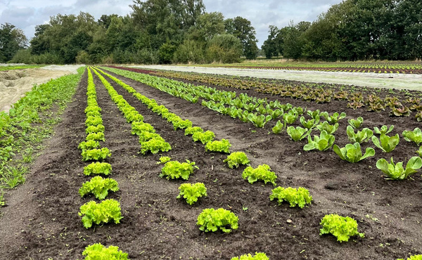 KI generiert: Reihen von Salatpflanzen wachsen auf einem Feld mit Bäumen im Hintergrund.