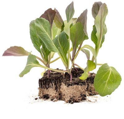 Produktfoto zu Spitzkohlpflanzen 10 Stk