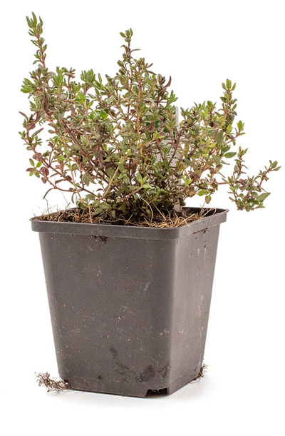 Produktfoto zu Topf Thymian, echter