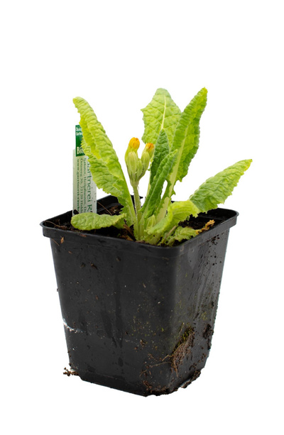 Produktfoto zu Topf Schlüsselblume