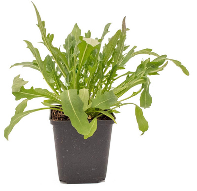 Produktfoto zu Topf Rauke, italienisch