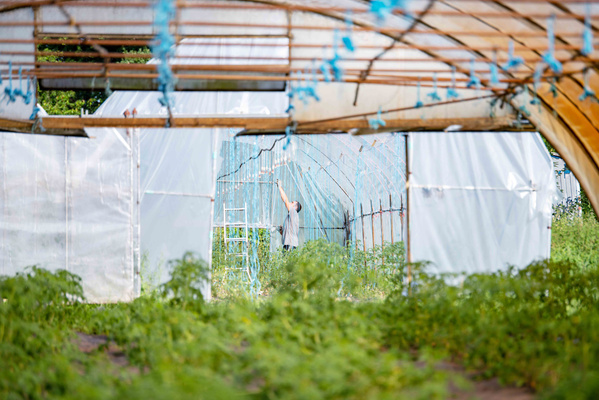 KI generiert: Person arbeitet in einem Gewächshaus, umgeben von Pflanzen und Plastikabdeckungen.
