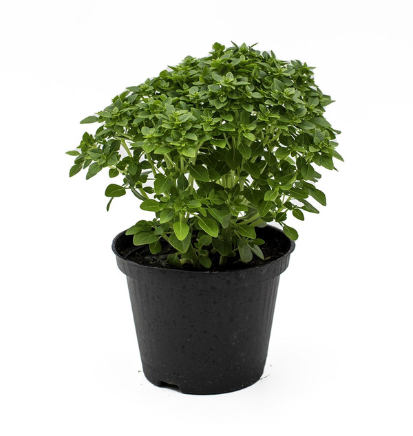 Produktfoto zu Basilikum, kleinblättriger Busch