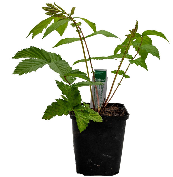 Produktfoto zu Topf Mädesüß