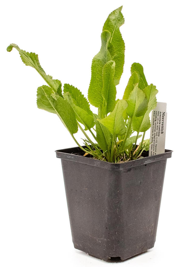 Produktfoto zu Topf Meerrettich Pflanze