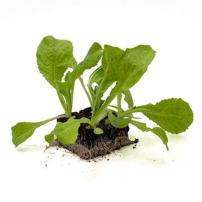 Produktfoto zu Salatpflanzen Wintersalate