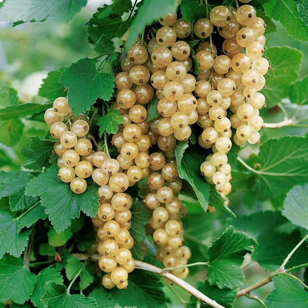 Produktfoto zu Topf Johannisbeere weiss