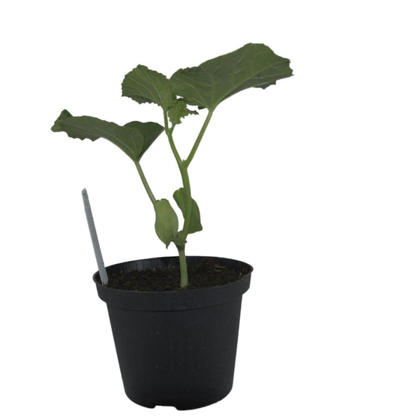 Produktfoto zu Pflanzen Melone Honig