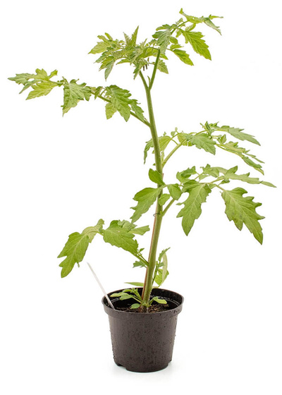 Produktfoto zu Pflanzen Tomate Freiland, normalfruchtig