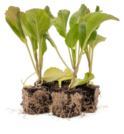 Produktfoto zu Wirsingpflanzen 10 Stk