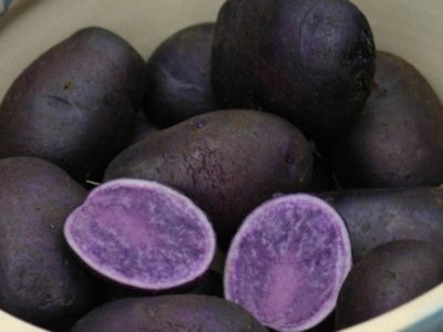 Produktfoto zu Blaue Kartoffeln Ernte 24