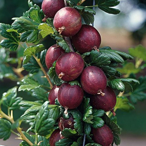 Produktfoto zu Topf Stachelbeere rot