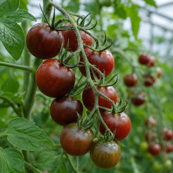 Produktfoto zu Pflanze Cocktailtomate