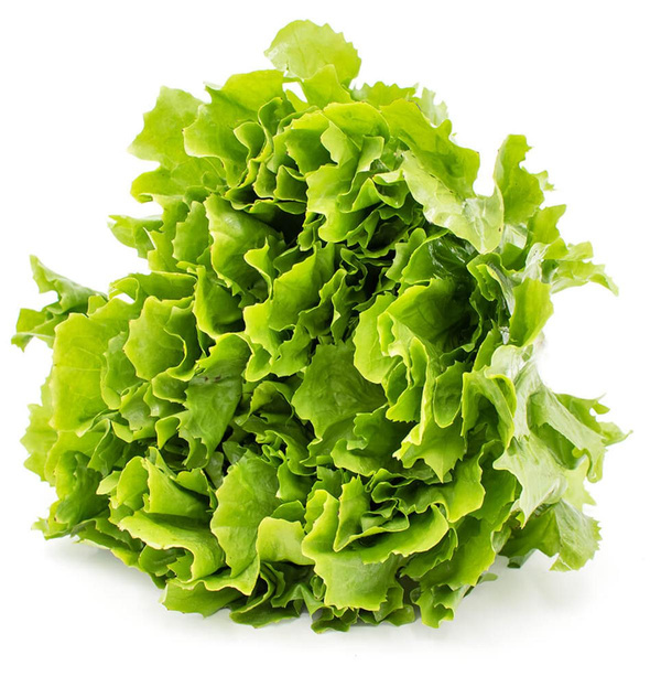Produktfoto zu Salat, Endivien