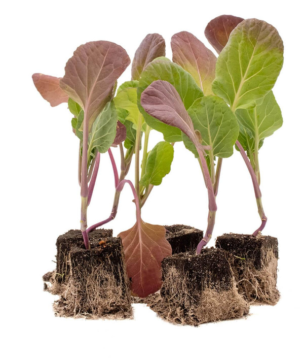 Produktfoto zu Rosenkohlpflanzen 10 Stk