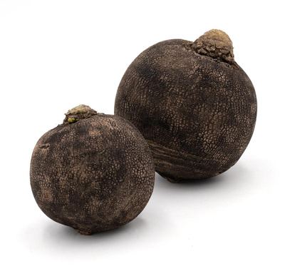 Produktfoto zu Rettich, schwarz