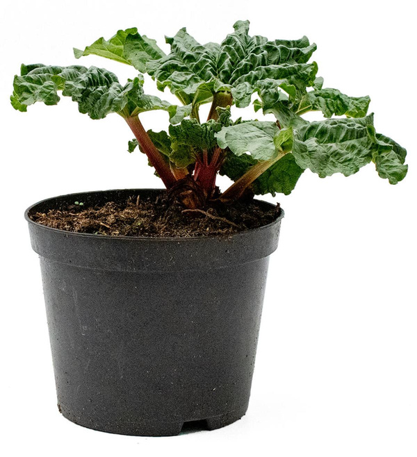 Produktfoto zu Topf  Rhabarber