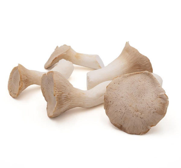 Produktfoto zu Kräuterseitlinge